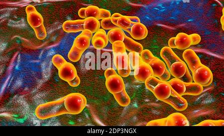 Bactéries Clostridium, illustration informatique. Les clostridies sont des bactéries formant des spores qui comprennent plusieurs espèces pathogènes humaines, C. difficile, C. tet Banque D'Images