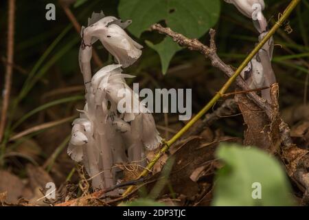 the indian pipe plant (Monotropa uniflora) is a parasitic plant that gets its nutrients from symbiotic fungi on the roots of other plants. Stock Photo