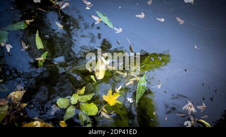 Rivière, feuilles dans la rivière, une photo d'une flaque dans les feuilles. Pollution de l'eau. Banque D'Images