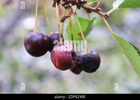 Cerises trop mûres et pourries accrochées à une branche Banque D'Images