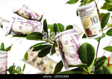 Un arbre avec des billets de dollars accrochés de ses branches, concept de l'argent facile. Banque D'Images