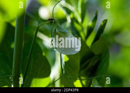 plante de pois verts avec fleur blanche en gouttes de pluie, gros plan Banque D'Images