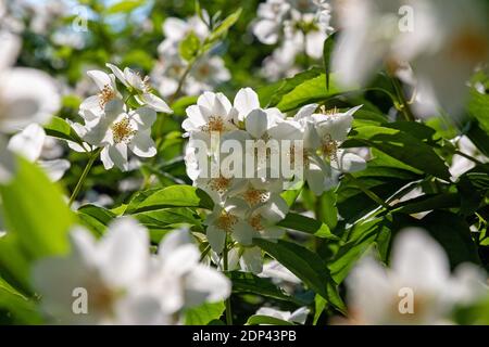 Fleurs blanches imitation orange rétro-éclairées à la lumière du soleil, Garden Syringa (Philadelphus coronarius) en milieu de floraison estivale Banque D'Images