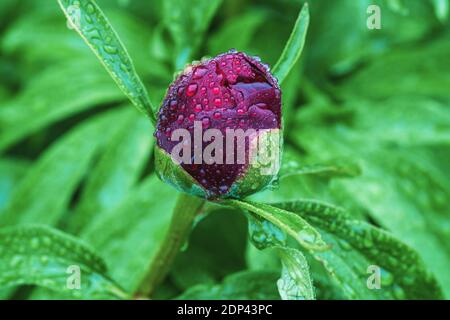 Un seul bourgeon de pivoine rouge bordeaux dans des gouttes d'eau sur la pluie jour Banque D'Images