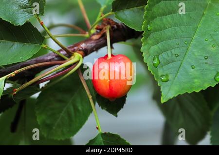 Une seule cerise sucrée mûrissant sur un arbre Banque D'Images