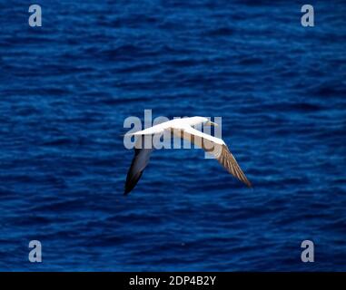 Un mouette rabats ses ailes au-dessus de la mer, un bel oiseau vole au-dessus de la mer. Banque D'Images