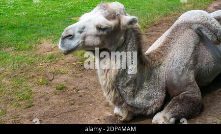 Camel se trouve sur le sol, animal dans la nature, dans la prairie, gros plan Banque D'Images