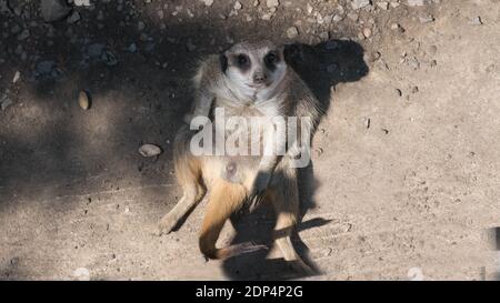 Un meerkat se trouve sur le sol, vue de dessus, un petit animal dans le zoo, dans la nature, gros plan.regarde dans l'objectif de l'appareil photo.regard direct de l'animal. Banque D'Images