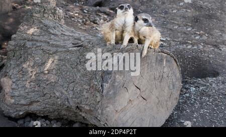 Les méerkats s'assoient sur un arbre, deux animaux dans le zoo, petit, la faune. Banque D'Images