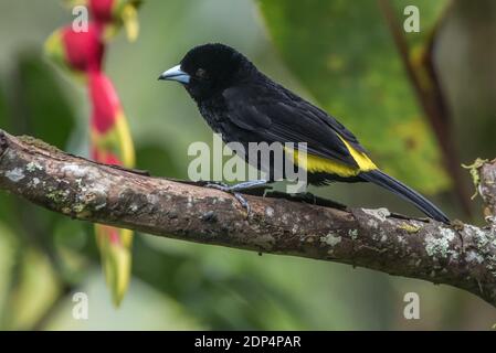 Un tanager mâle (Ramphocelus icteronotus) de Mindo Equateur. Banque D'Images