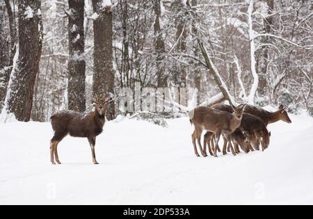 Animaux sauvages dans leur habitat naturel. La famille des cerfs tacheés se fait une quête de nourriture dans la route forestière d'hiver Banque D'Images