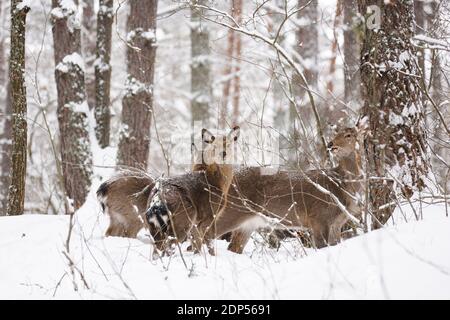 Animaux sauvages dans leur habitat naturel. Recherche sélective de cerfs Cervus tacheés de la famille dans la forêt d'hiver Banque D'Images