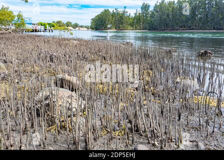 Mangroves (Aegiceras corniculatum) exposées par la marée basse sur les rives de la rivière Coolongolook près de Forster, Nouvelle-Galles du Sud, Australie Banque D'Images