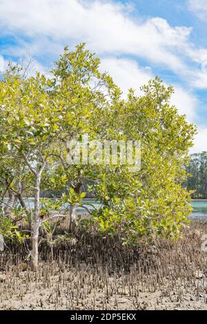 Mangroves (Aegiceras corniculatum) exposées par la marée basse sur les rives de la rivière Coolongolook près de Forster, Nouvelle-Galles du Sud, Australie Banque D'Images