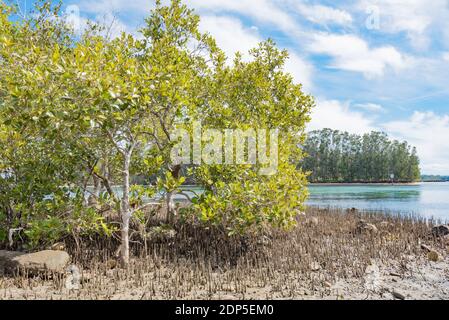 Mangroves (Aegiceras corniculatum) exposées par la marée basse sur les rives de la rivière Coolongolook près de Forster, Nouvelle-Galles du Sud, Australie Banque D'Images