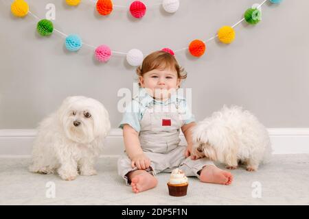 Joyeux sourire mignon petit garçon caucasien célébrant son premier anniversaire à la maison. Enfant enfant tout-petit assis sur le sol avec deux amis chiens blancs. Banque D'Images