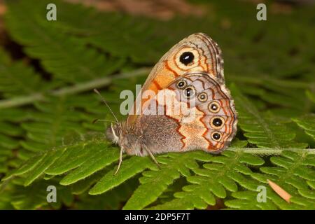 Papillon de pin Satyr, Paramacera allyni, Nymphalidae. Banque D'Images