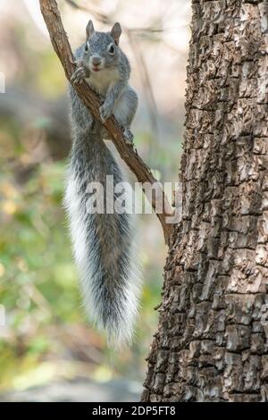 Écureuil gris d'Arizona (Sciurus arizonensis) Banque D'Images