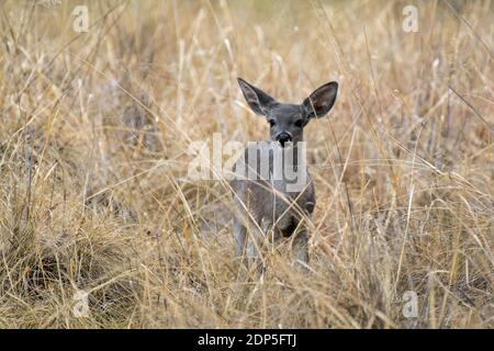 Le cerf de Virginie (Odocoileus virginianus) Banque D'Images