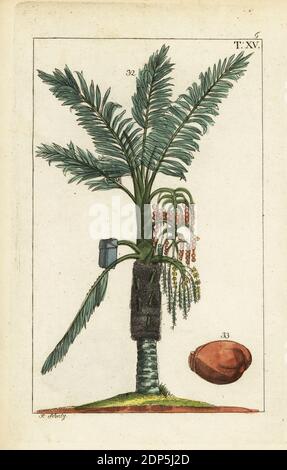 Palmier sagou, Metroxylon sagu. Gravure de copperplate de couleur main par J. Schaly d'une illustration botanique de Gottlieb Tobias Unterhaltungen aus der Naturgeschichte (Encyclopédie d'histoire naturelle), Vienne, 1816. Banque D'Images