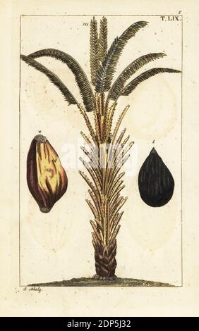 Palmier à huile africain aux fruits, Elaeis guineensis. Gravure de copperplate de couleur main par J. Schaly d'une illustration botanique de Gottlieb Tobias Unterhaltungen aus der Naturgeschichte (Encyclopédie d'histoire naturelle), Vienne, 1816. Banque D'Images