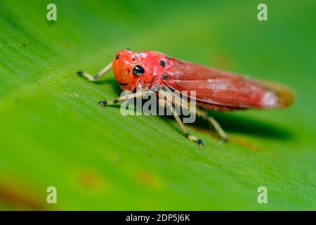 Image de la cicadelle rouge (Bothrogonia sp.,Cicadillidae/Homoptera) sur les feuilles vertes. Insecte animal Banque D'Images