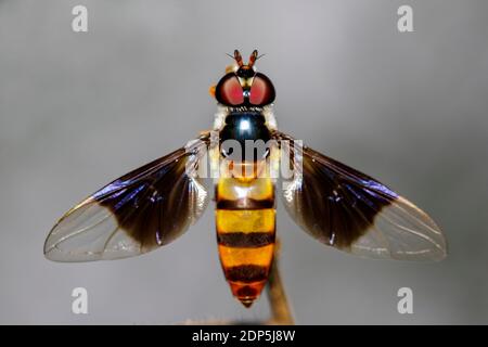 Image d'une drosophile sur une branche. Animaux insectes (Diptères) Banque D'Images