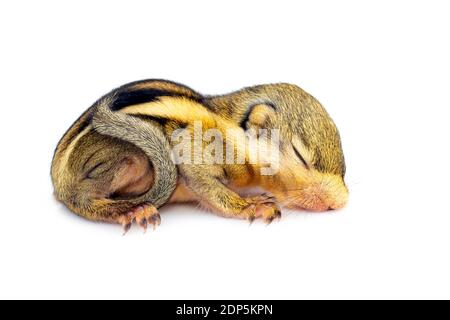 Bébé écureuil rayé himalayan ou bébé écureuil rayé birman (Tamiops mcclellandii) sur fond blanc. Animaux sauvages. Banque D'Images