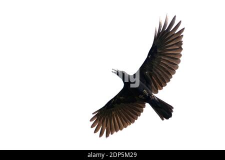 Image d'un corbeau noir volant sur fond blanc. Animal. Oiseau noir. Banque D'Images