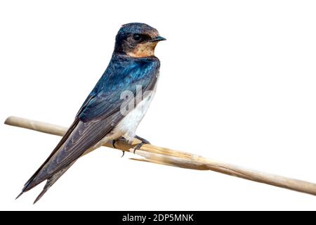 Image de l'oiseau hirondelle de la grange (Hirundo rustica) isolé sur fond blanc. Oiseau. Animal. Banque D'Images