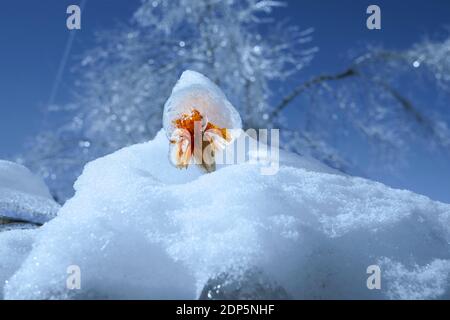 Une bulle de glace avec une fleur orange à l'intérieur dépasse d'une dérive de neige. Bleu froid jour et fleur vive à l'intérieur de la banquise. Banque D'Images