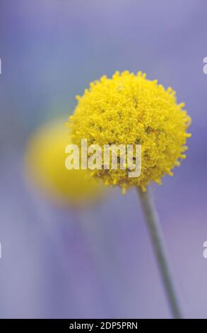 Fleurs jaunes Billy Button indigènes d'Australie, Craspedia glauca, famille des Asteraceae. Également connu sous le nom de woollyheads ou de fleurs de pilon. Vivace Banque D'Images
