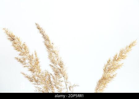 L'herbe de Pampas est isolée sur fond blanc et sélective Banque D'Images