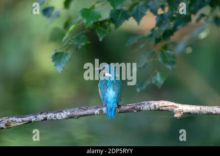 Magnifique oiseau de Kingfisher bleu, mâle de Common Kingfisher, assis sur une branche, profil arrière. Banque D'Images