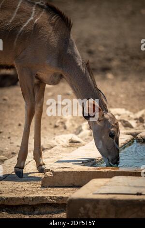 Gros plan de l'eau potable de la plus grande kudu femelle Banque D'Images