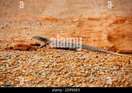 Sand Goanna (Bungarra) - Australie occidentale Banque D'Images