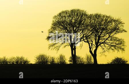 Silhouette de chênes en hiver contre un soleil couchant avec un cerf-volant rouge dans la distance transportant la proie et petits oiseaux de terres agricoles qui rôde dans des arbres Banque D'Images