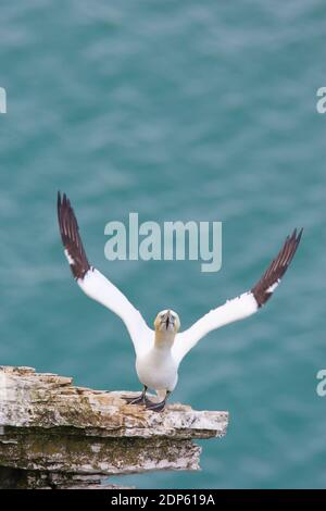 Gannet Morus bassanus debout sur le bord de la falaise avec les deux ailes Élevé avec un fond bleu de mer à Bempton Cliffs Bridlington Royaume-Uni Banque D'Images