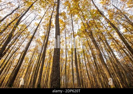 Superbe automne capturé dans une image de paysage - couleurs vives disparaissant lentement et faisant de la place pour l'aspect grisâtre de hiver Banque D'Images