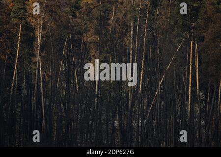 Superbe automne capturé dans une image de paysage - couleurs vives disparaissant lentement et faisant de la place pour l'aspect grisâtre de hiver Banque D'Images