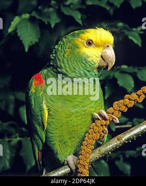 Perroquet à tête jaune, amazona oratrix, manger Banque D'Images