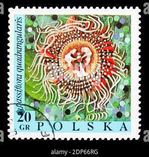 MOSCOU, RUSSIE - 15 SEPTEMBRE 2018 : un timbre imprimé en Pologne montre Passiflora quadrangularis, série de fleurs exotiques, vers 1968 Banque D'Images
