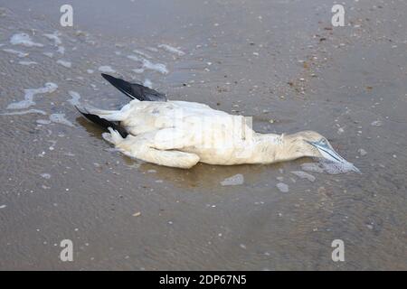 Camber, East Sussex, Royaume-Uni. 19 décembre 2020. Météo au Royaume-Uni : le vent s'est ramassé, ce qui est idéal pour ces surfeurs de cerf-volant qui profitent des conditions de brouillements sur la côte sud à Camber dans l'est du Sussex. Malheureusement, la faune (gantet) est morte sur le rivage. Crédit photo : PAL Media/Alamy Live News Banque D'Images