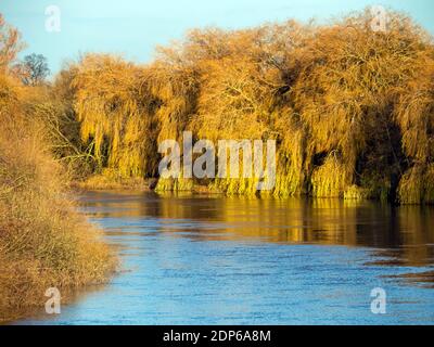 Lumière dorée de l'après-midi sur les saules qui pleuchent à côté de la rivière Ouse, près de York, en Angleterre, en hiver Banque D'Images