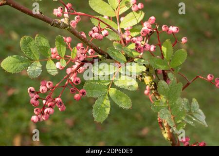 Arbuste de Sorbus Pseudohupehensis ‘Pink Pagoda’ dans les baies, plante d’intérêt d’automne Banque D'Images