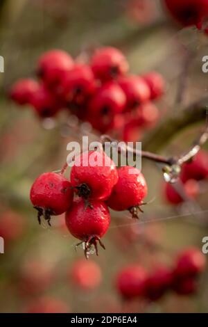 Crataegus persimilis 'prunifolia', portrait naturel des plantes Banque D'Images