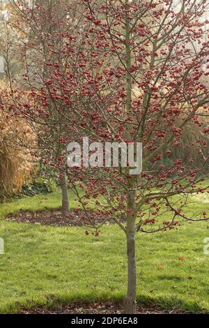 Crataegus persimilis 'prunifolia', portrait naturel des plantes Banque D'Images