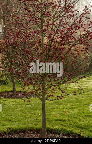 Crataegus persimilis 'prunifolia', portrait naturel des plantes Banque D'Images