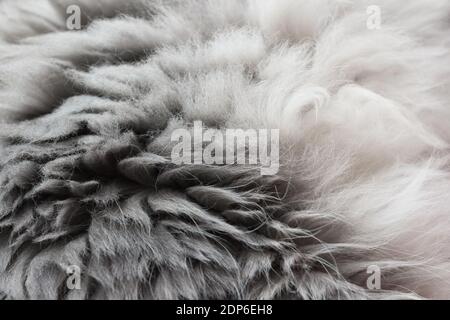 Toile de fond de laine animale . Fourrure grise et blanche. Banque D'Images