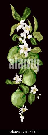 Ligne verticale de branche de citron vert avec fruits, feuilles et fleurs sur fond noir dans le dessin graphique Illustration de Vecteur